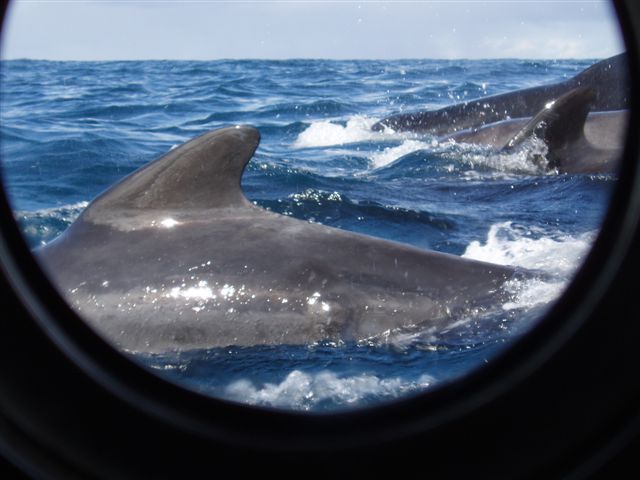 The delicate cadences were incongruous with these muscle-bound killing machines